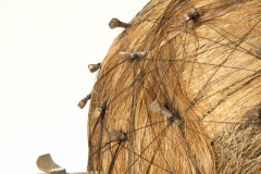 Hair Brain Detail